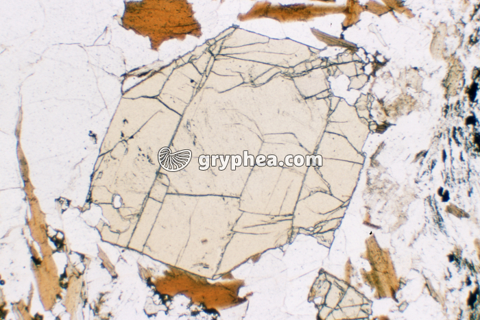 Staurotide LPNA x6 - gryphea.com